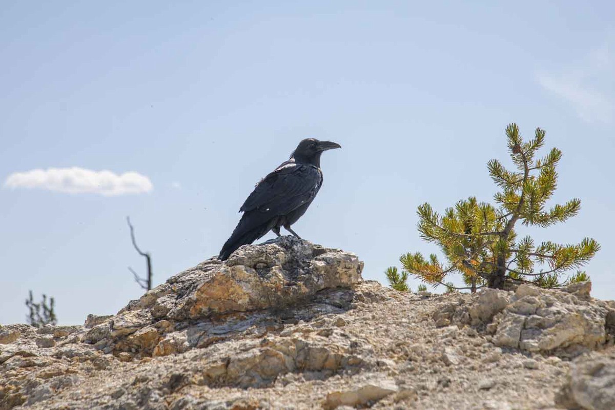 Common Raven - ML642771066