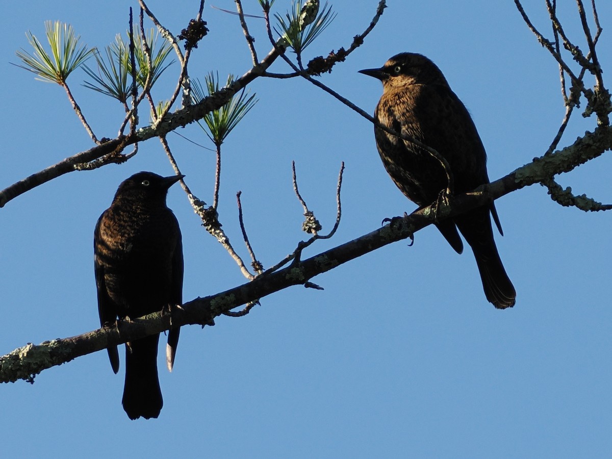 Rusty Blackbird - ML642771067