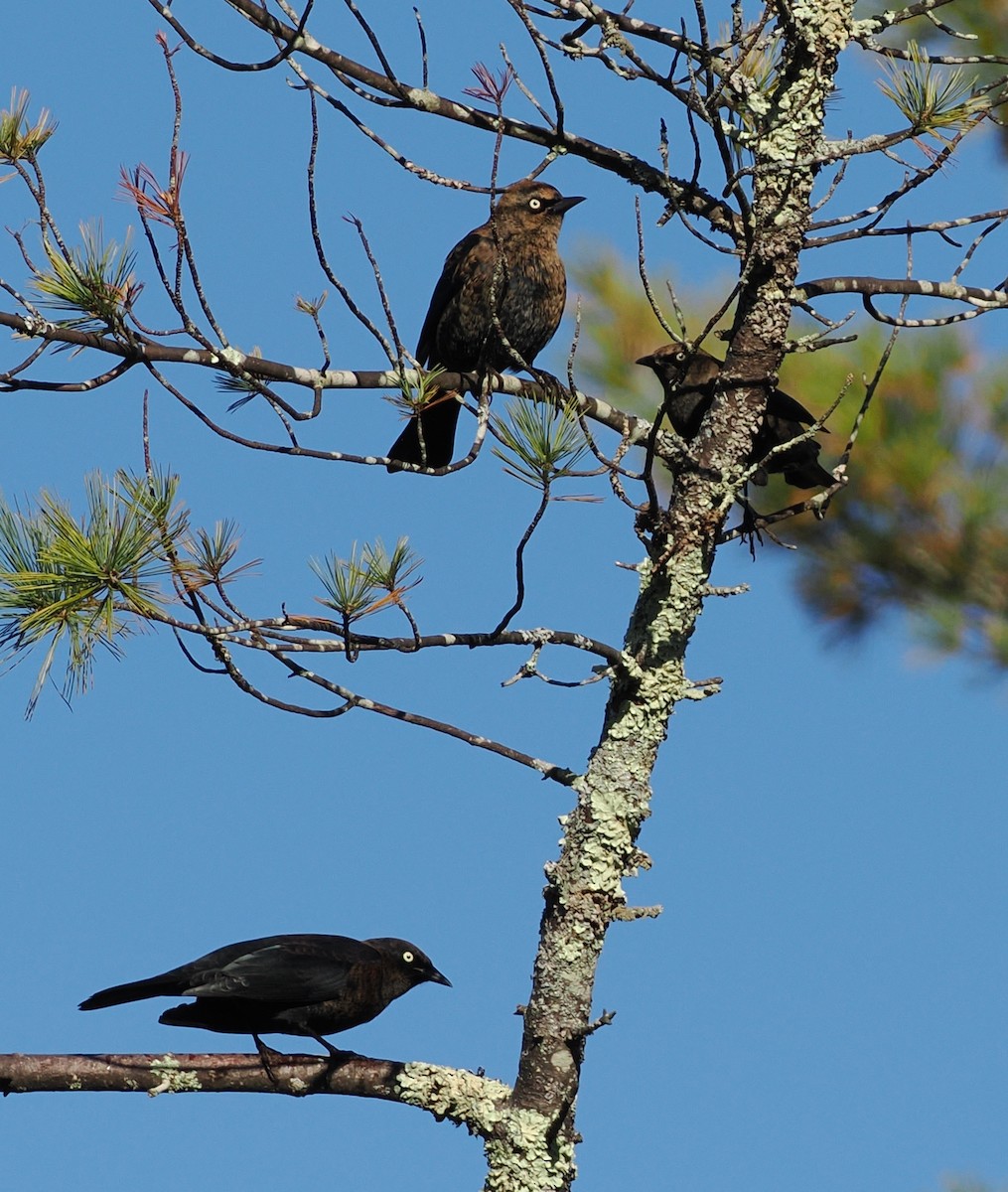 Rusty Blackbird - ML642771068