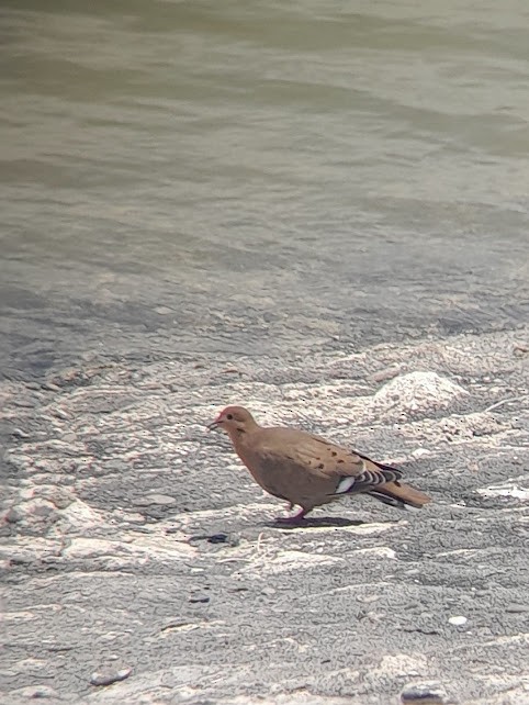 Zenaida Dove - ML642771084