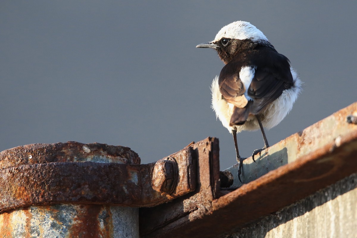 Arabian Wheatear - ML642771099