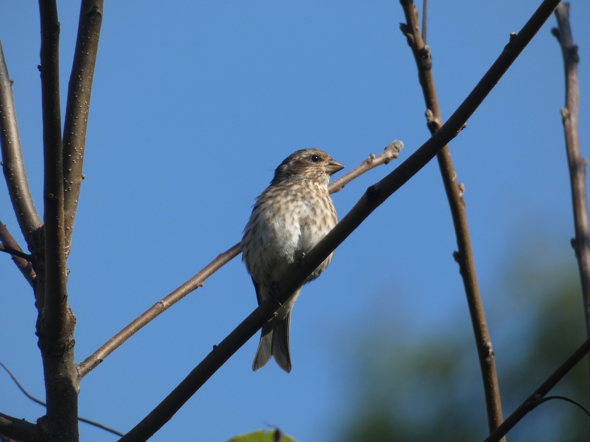 Purple Finch - ML642771144