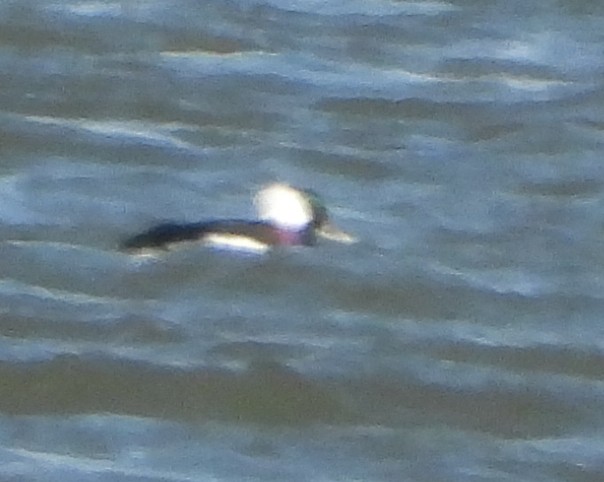 Bufflehead - ML642771152
