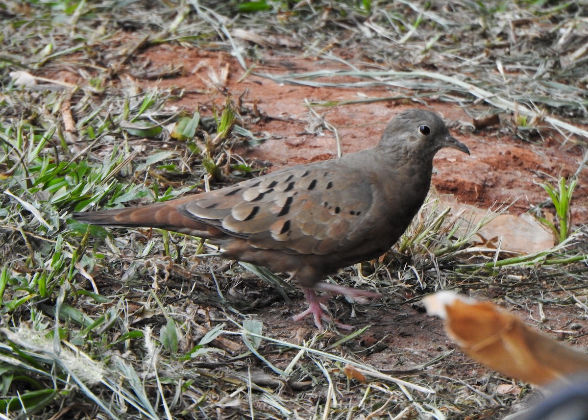Ruddy Ground Dove - ML642771162