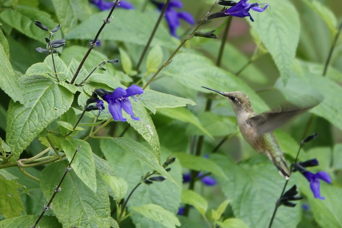 Ruby-throated Hummingbird - ML642771179