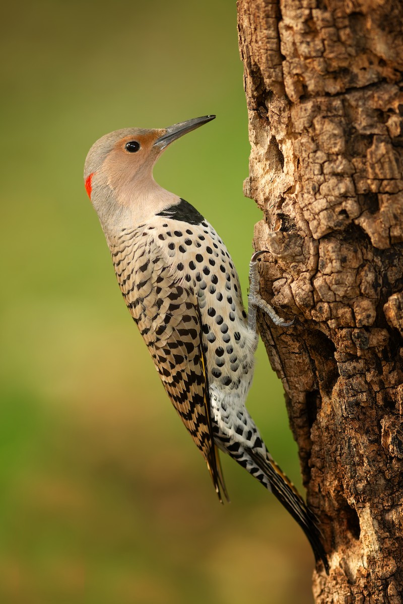 Northern Flicker - ML642771185