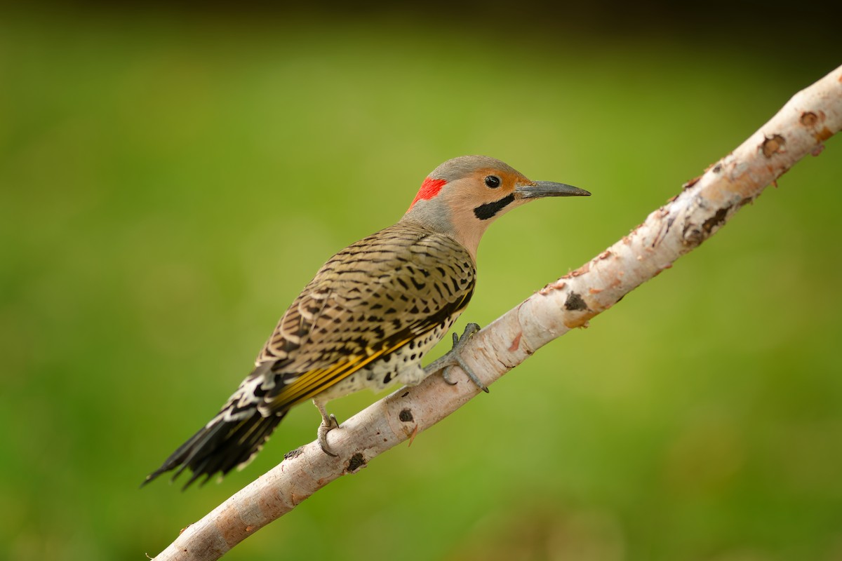 Northern Flicker - ML642771186