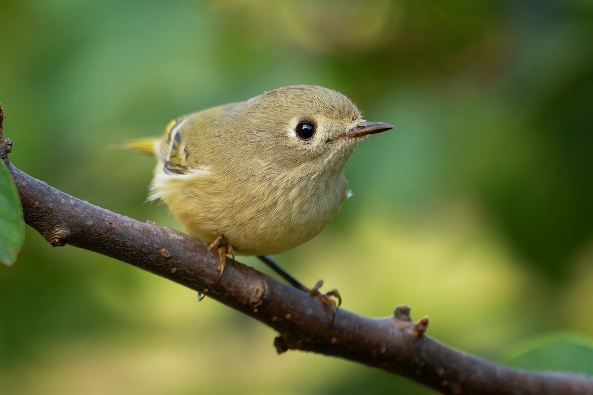 Ruby-crowned Kinglet - ML642771196