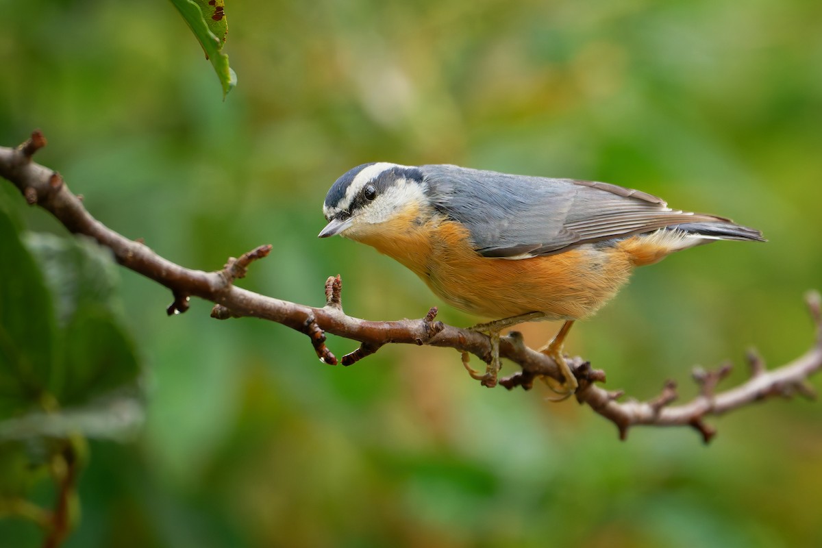 Red-breasted Nuthatch - ML642771200