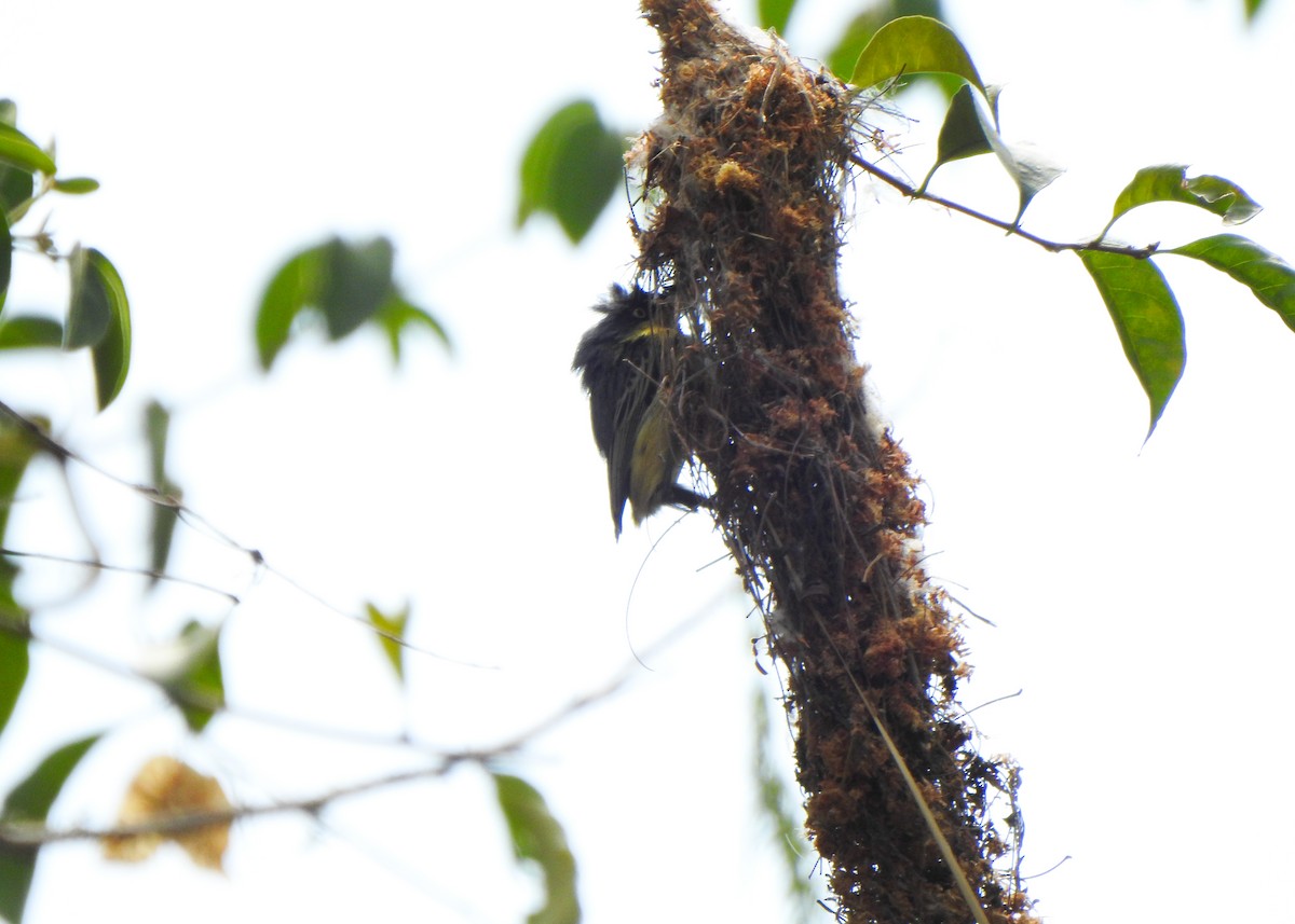 Common Tody-Flycatcher - ML642771204