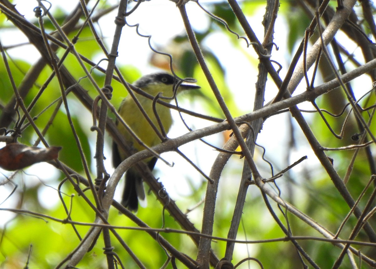 Common Tody-Flycatcher - ML642771206