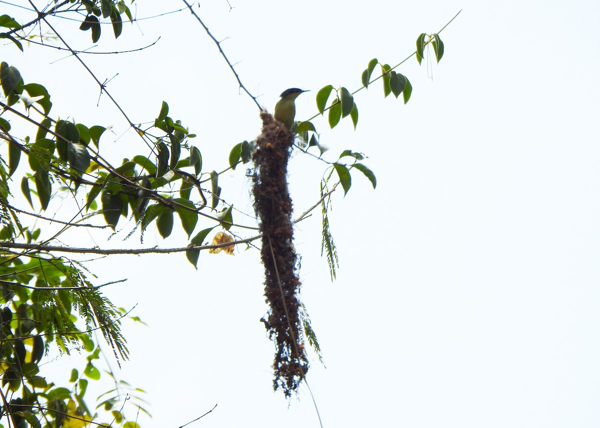 Common Tody-Flycatcher - ML642771207