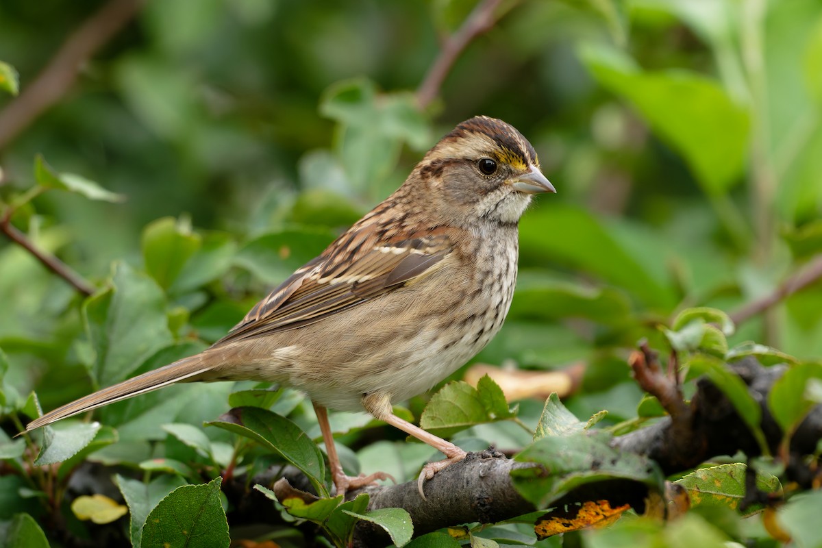 White-throated Sparrow - ML642771210