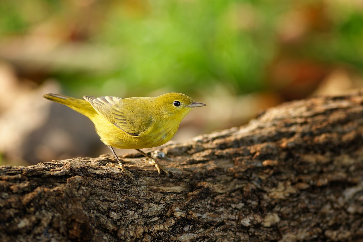 Yellow Warbler - ML642771218