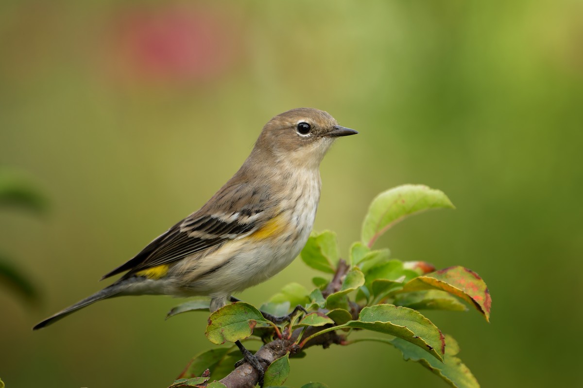 Yellow-rumped Warbler - ML642771225
