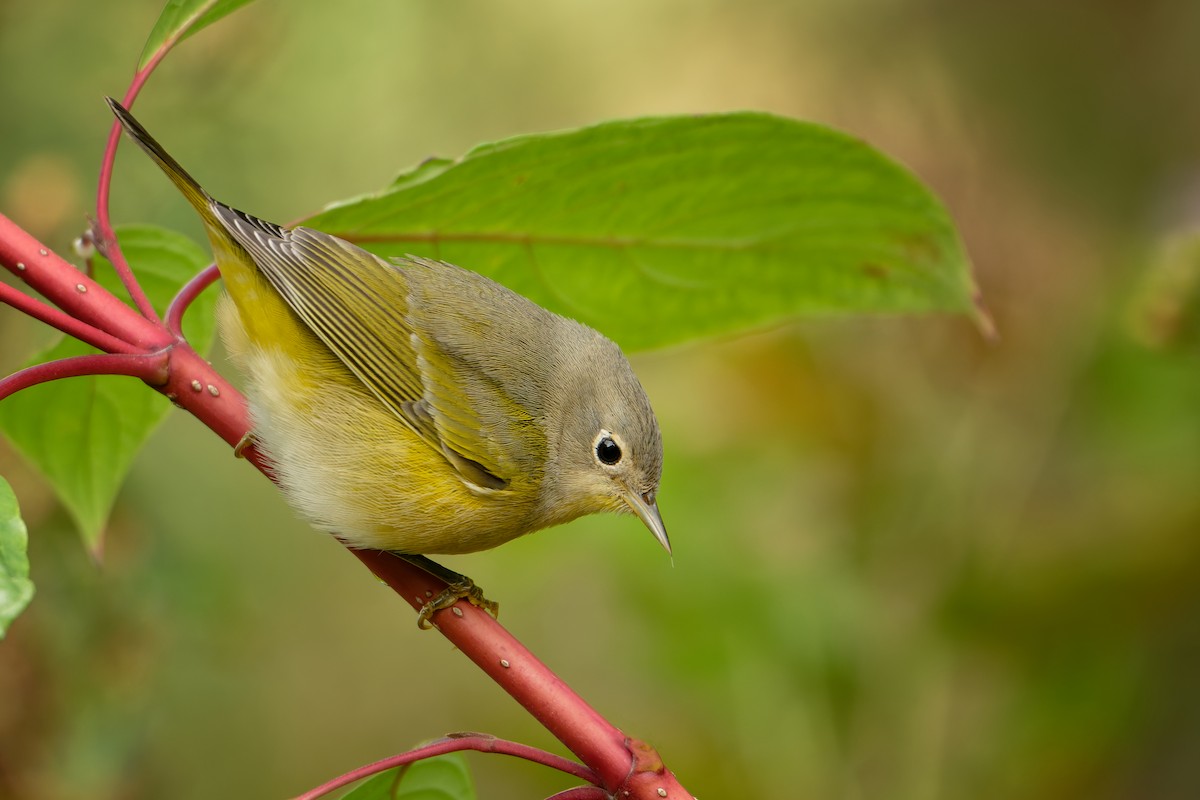 Nashville Warbler - ML642771232