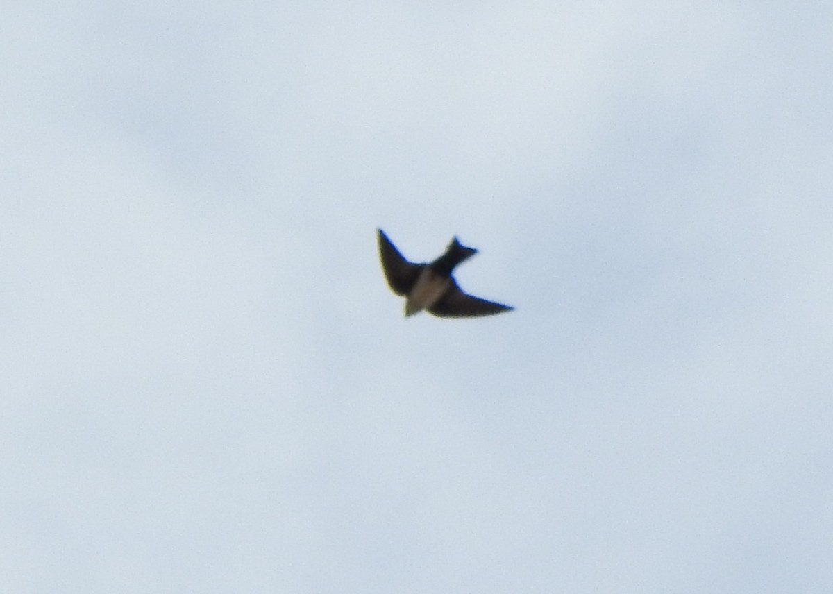 Blue-and-white Swallow - ML642771237