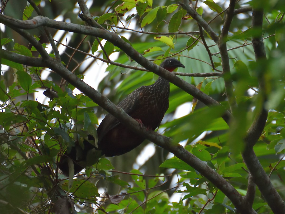 Spix's Guan - ML642771246