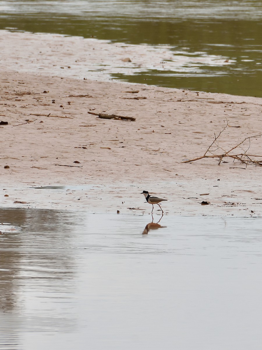 Pied Plover - ML642771252