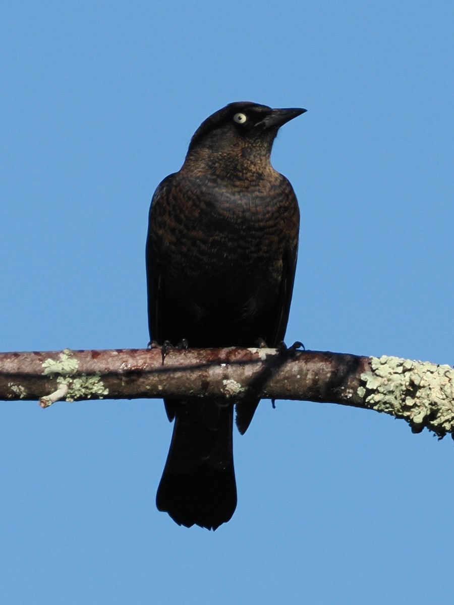 Rusty Blackbird - ML642771272
