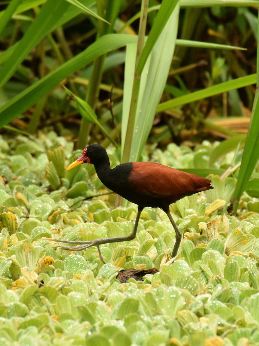 Wattled Jacana - ML642771274