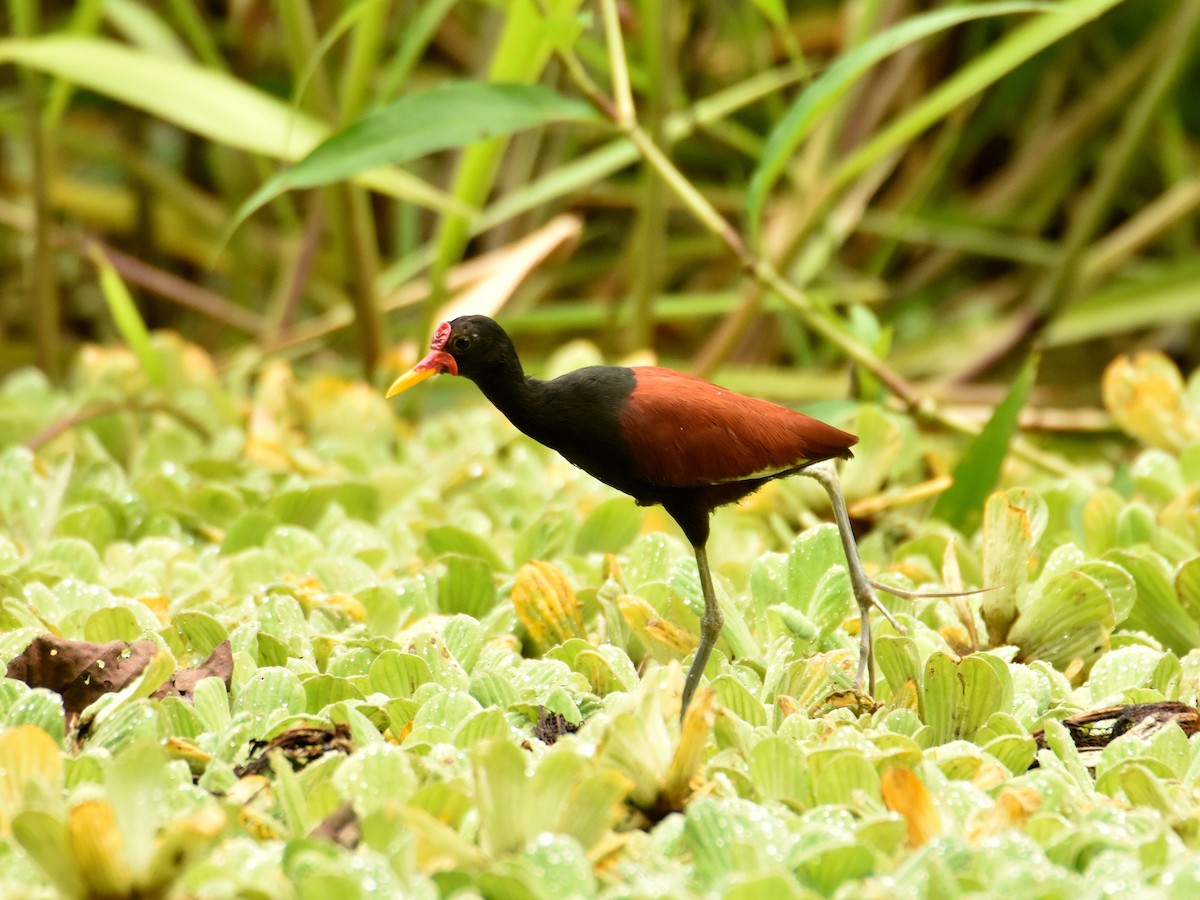 Wattled Jacana - ML642771275