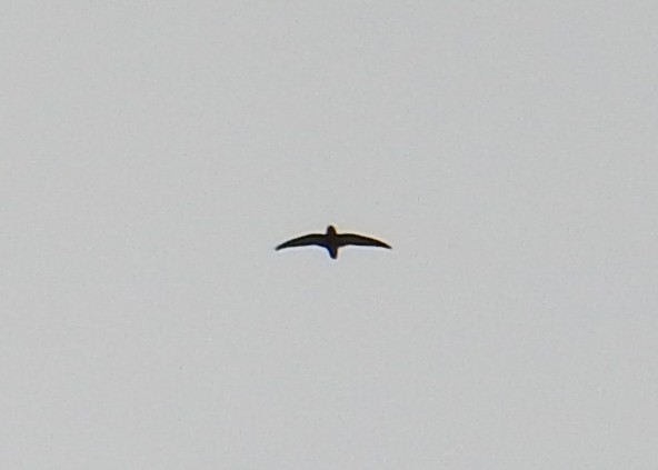 Sick's Swift - ML642771279