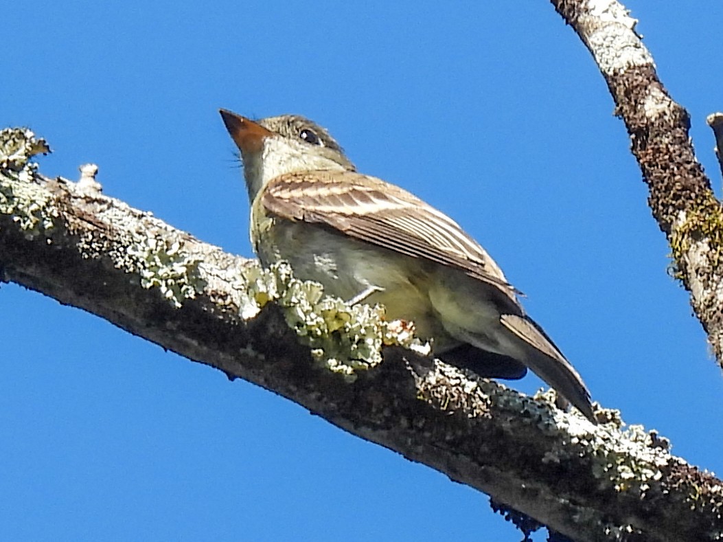 Eastern Wood-Pewee - ML642771311