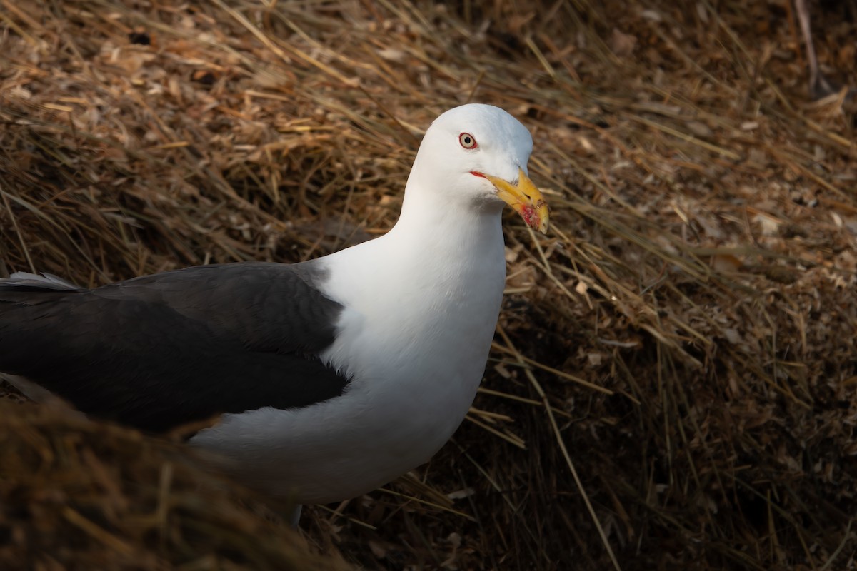 Lesser Black-backed Gull - ML642771316