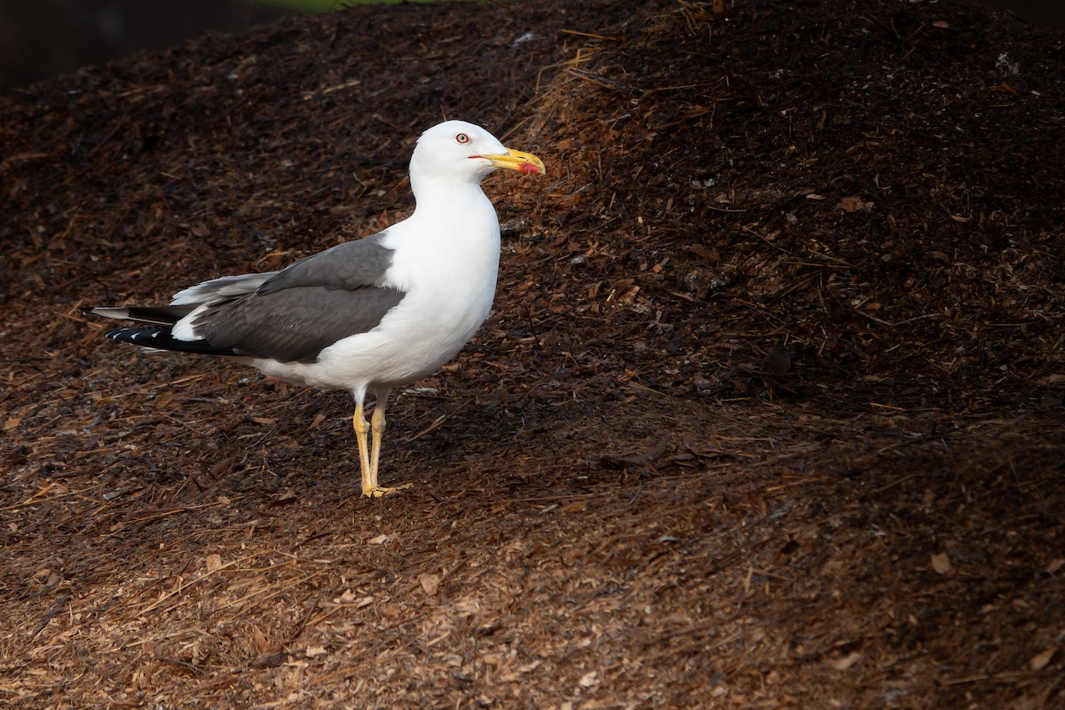 Lesser Black-backed Gull - ML642771319