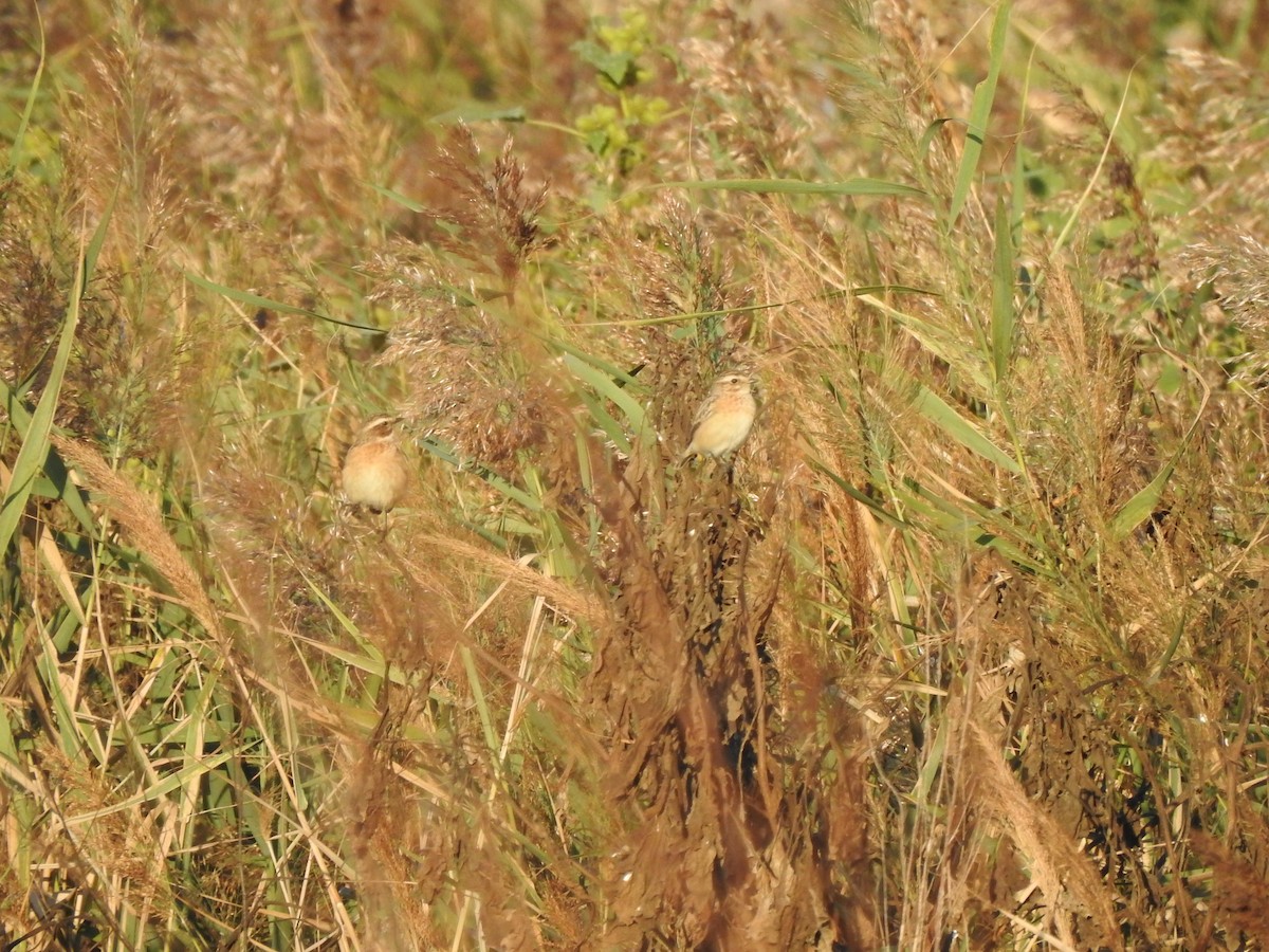 Whinchat - ML642771353