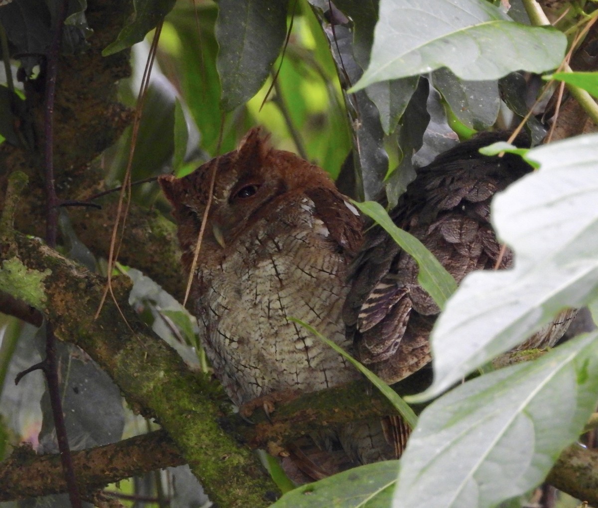 Tropical Screech-Owl - ML642771364