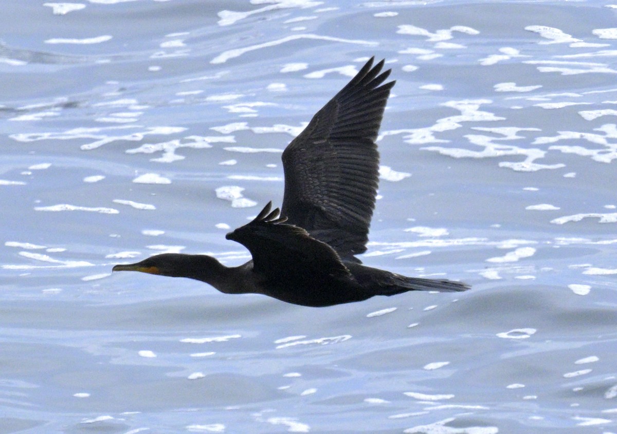 Double-crested Cormorant - ML642771365