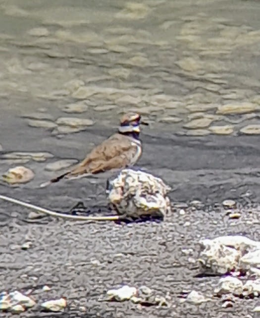 Killdeer - ML642771371
