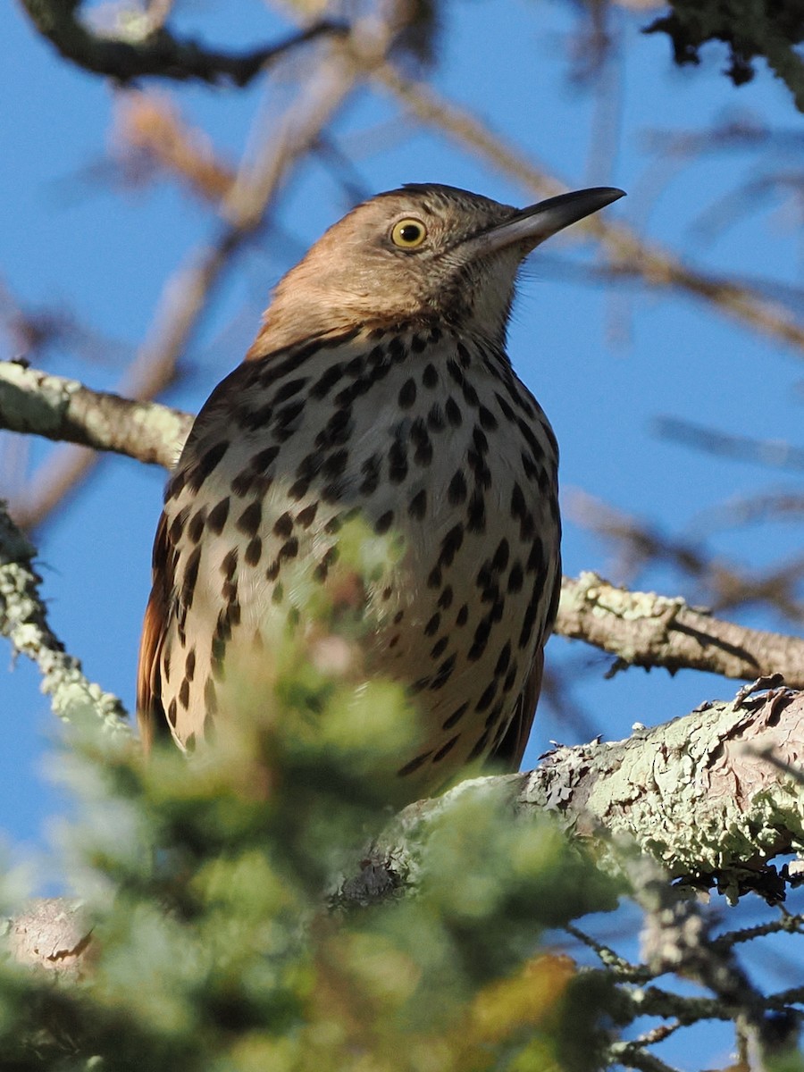 Brown Thrasher - ML642771372