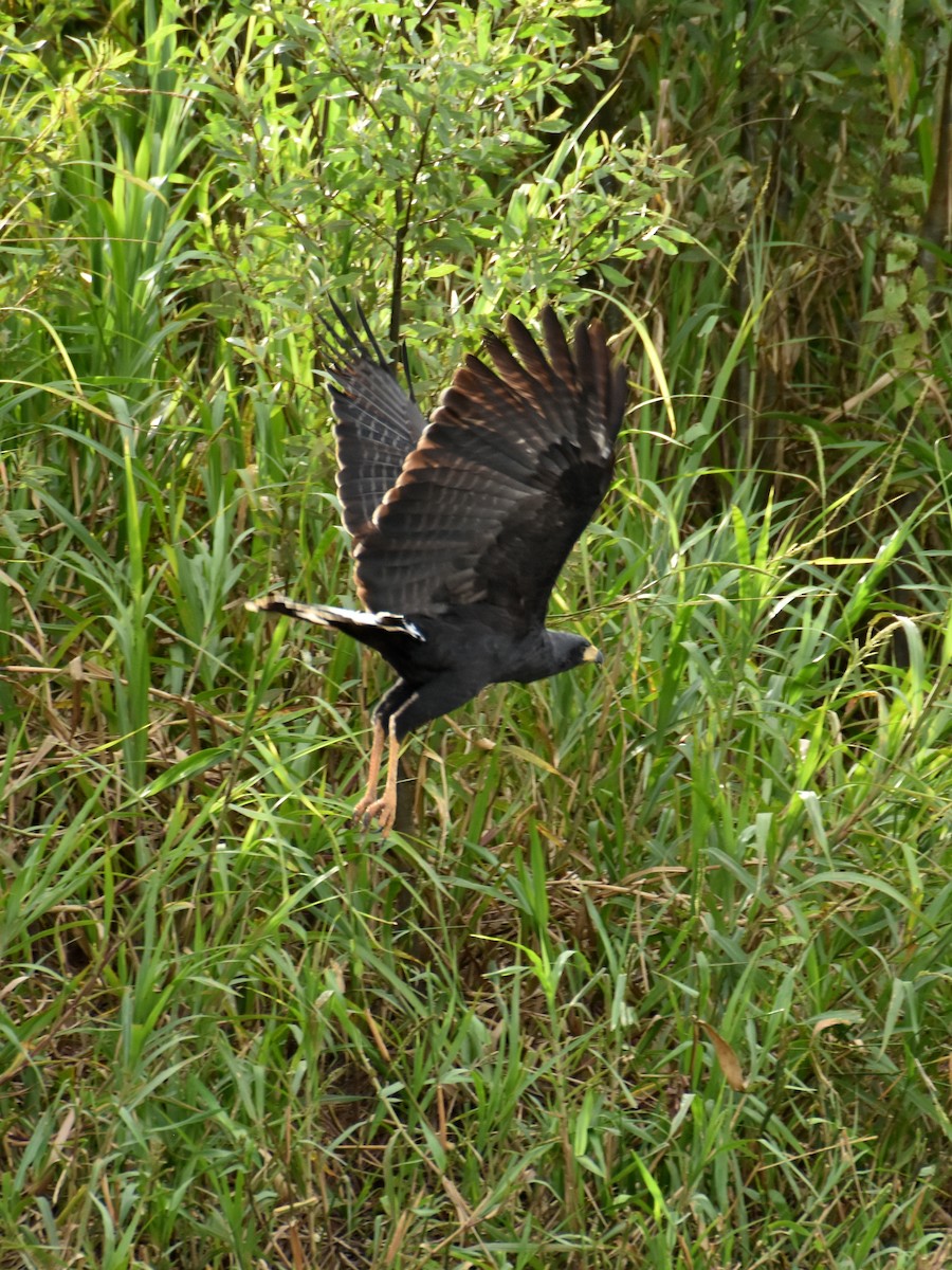 káně velká - ML642771379