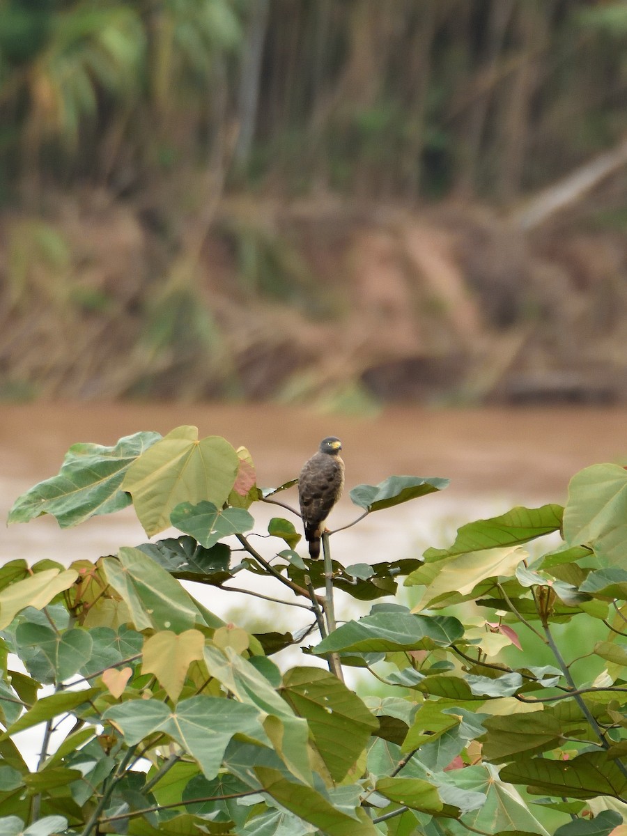 Roadside Hawk (Southern) - ML642771392