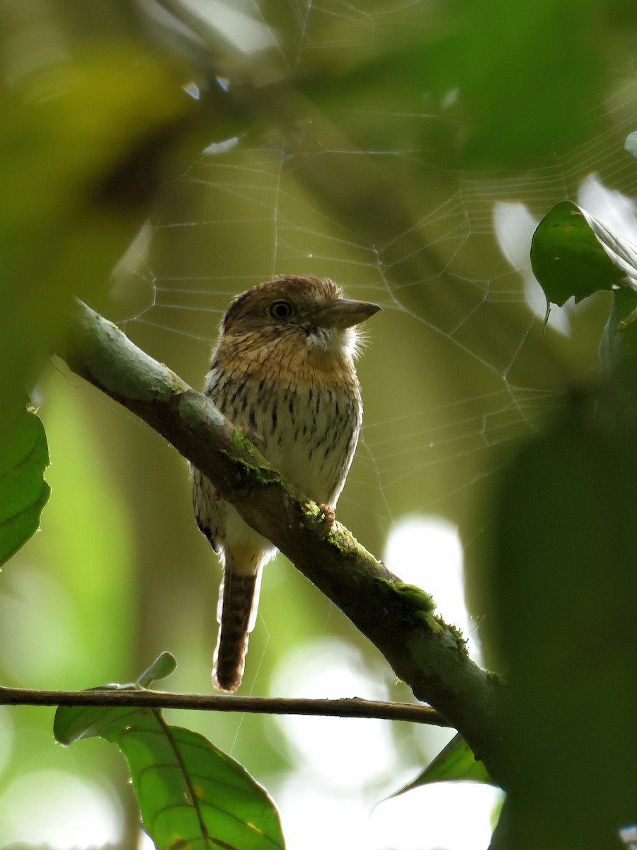 Western Striolated-Puffbird - ML642771417