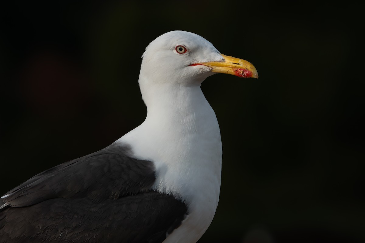 Lesser Black-backed Gull - ML642771418