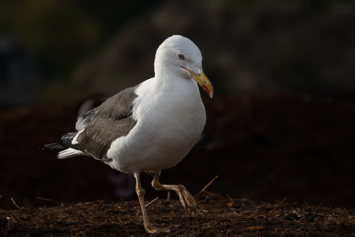Lesser Black-backed Gull - ML642771419