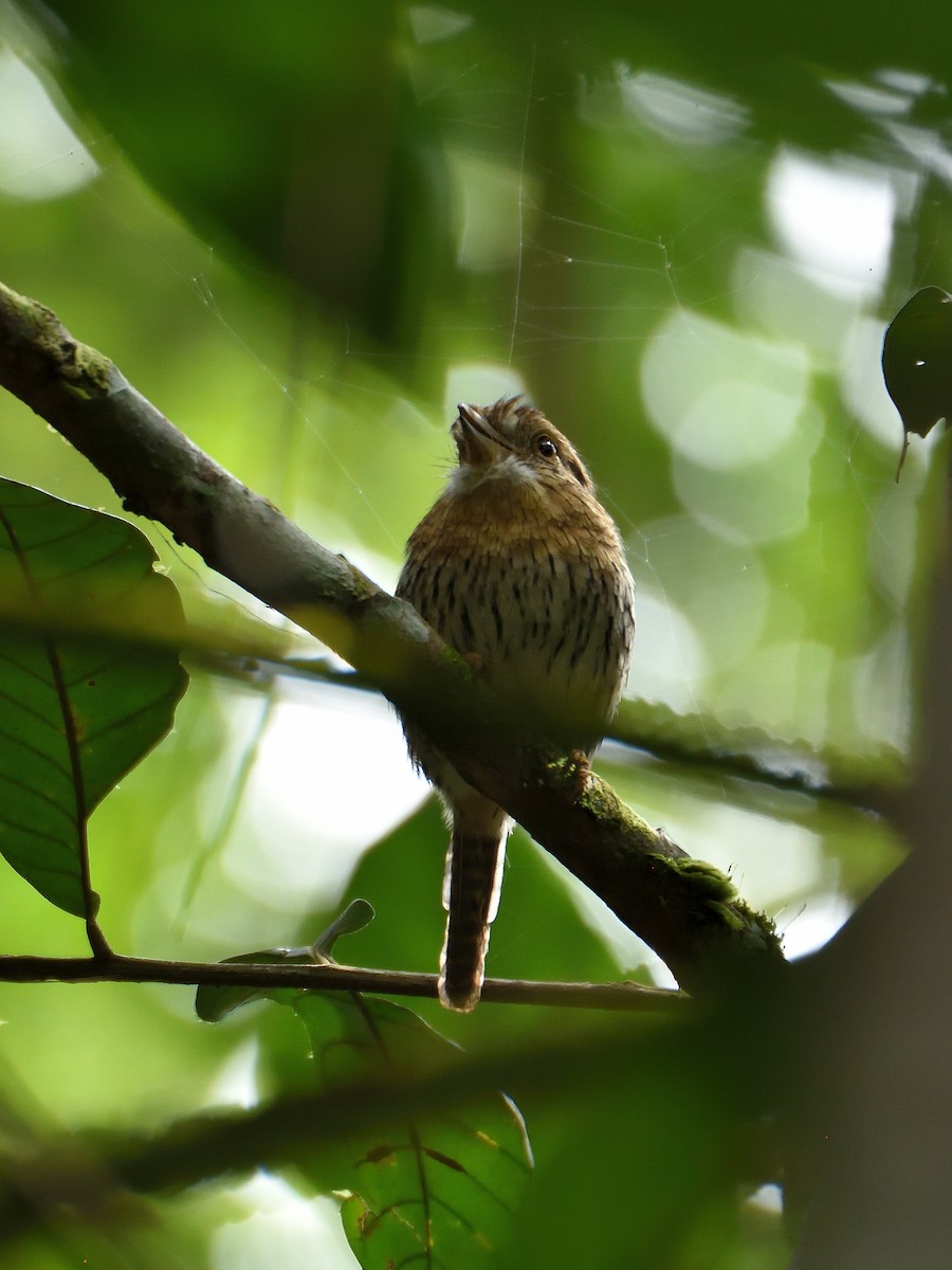 Western Striolated-Puffbird - ML642771420