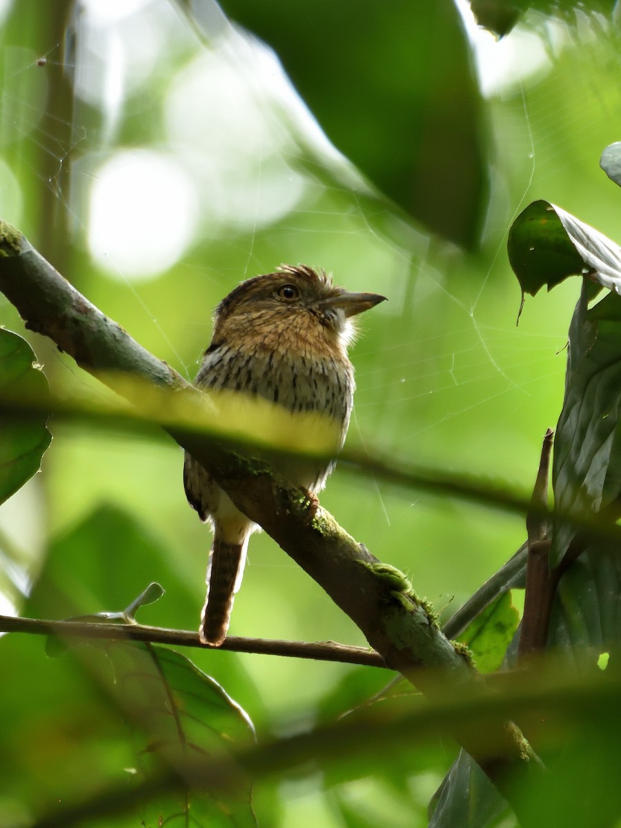 Western Striolated-Puffbird - ML642771421