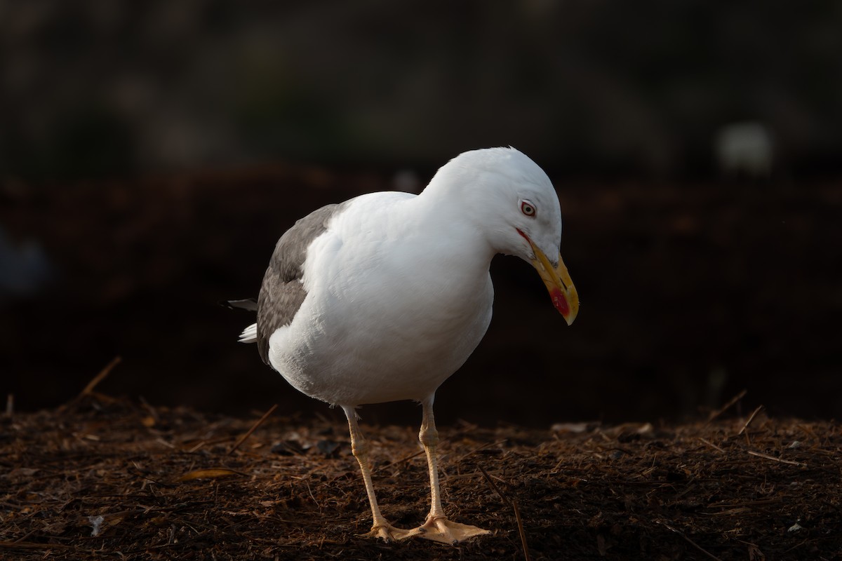 Lesser Black-backed Gull - ML642771423