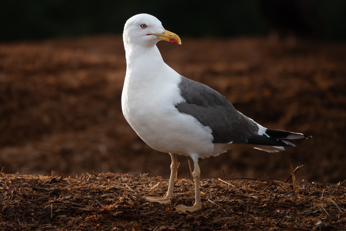Lesser Black-backed Gull - ML642771424
