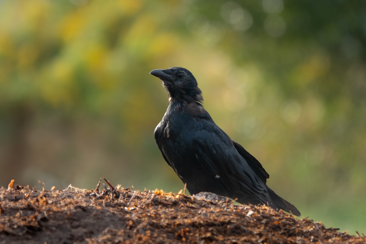 American Crow - ML642771453