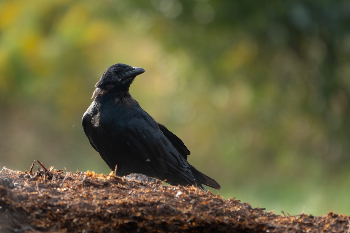 American Crow - ML642771454