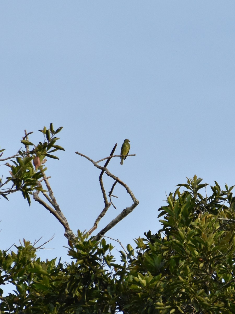 Swallow Tanager - ML642771476