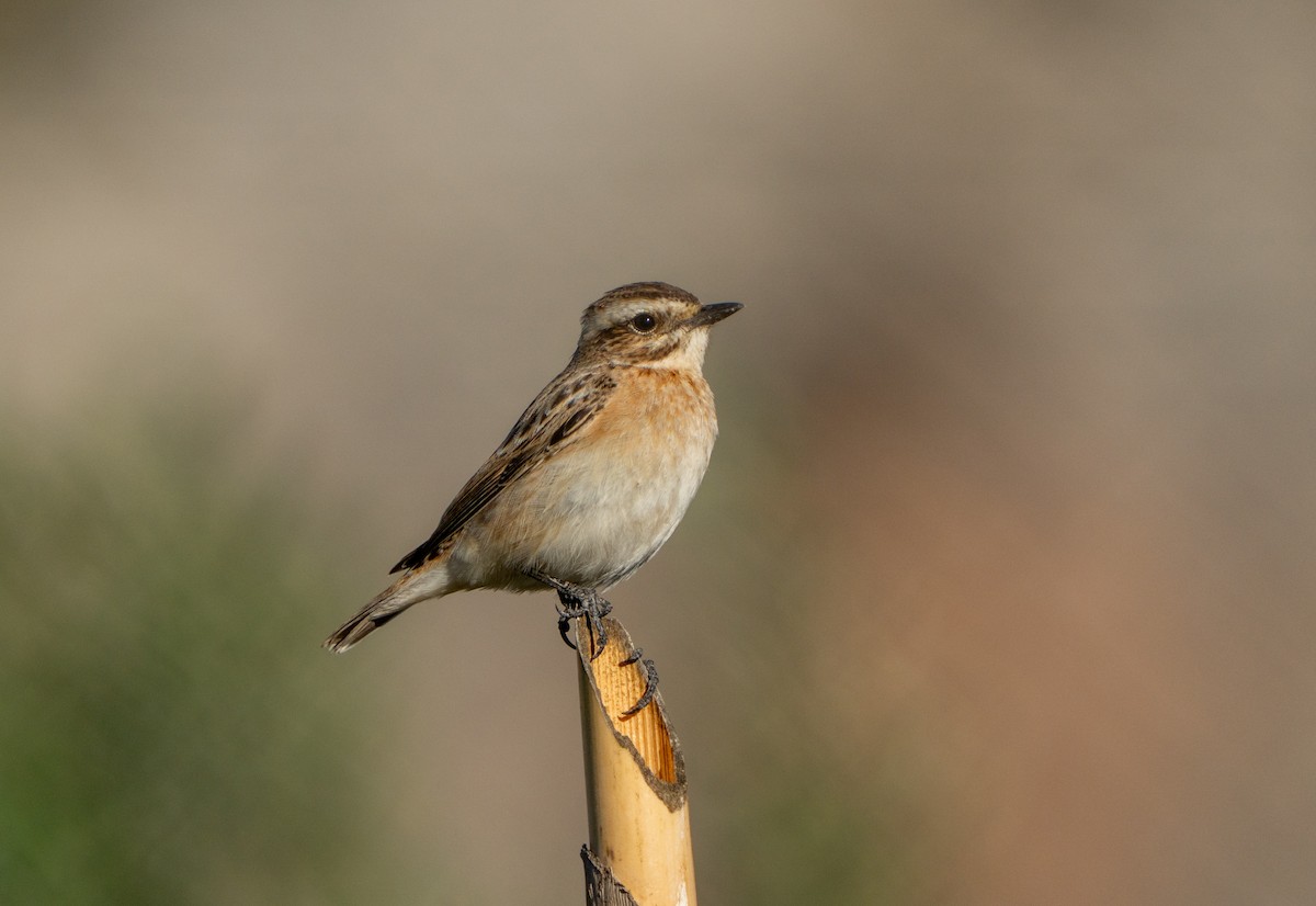 Whinchat - ML642771511