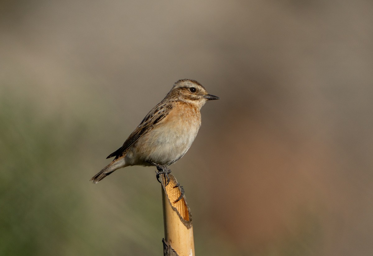 Whinchat - ML642771512