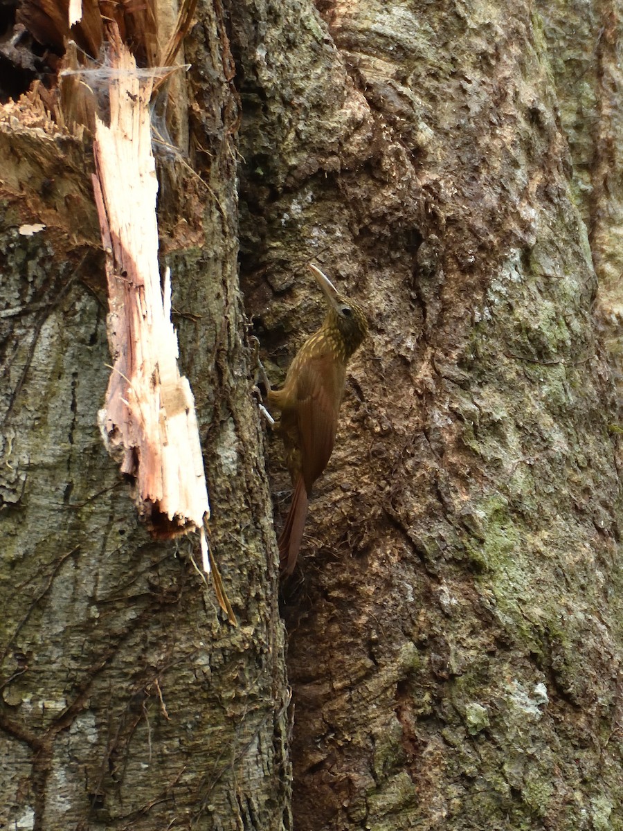 Buff-throated Woodcreeper - ML642771516